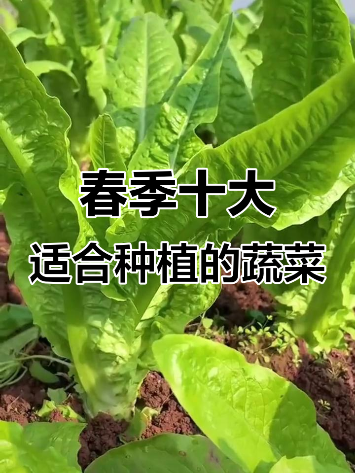 春天种菜必选这10个品种,轻松搞定纯天然蔬菜