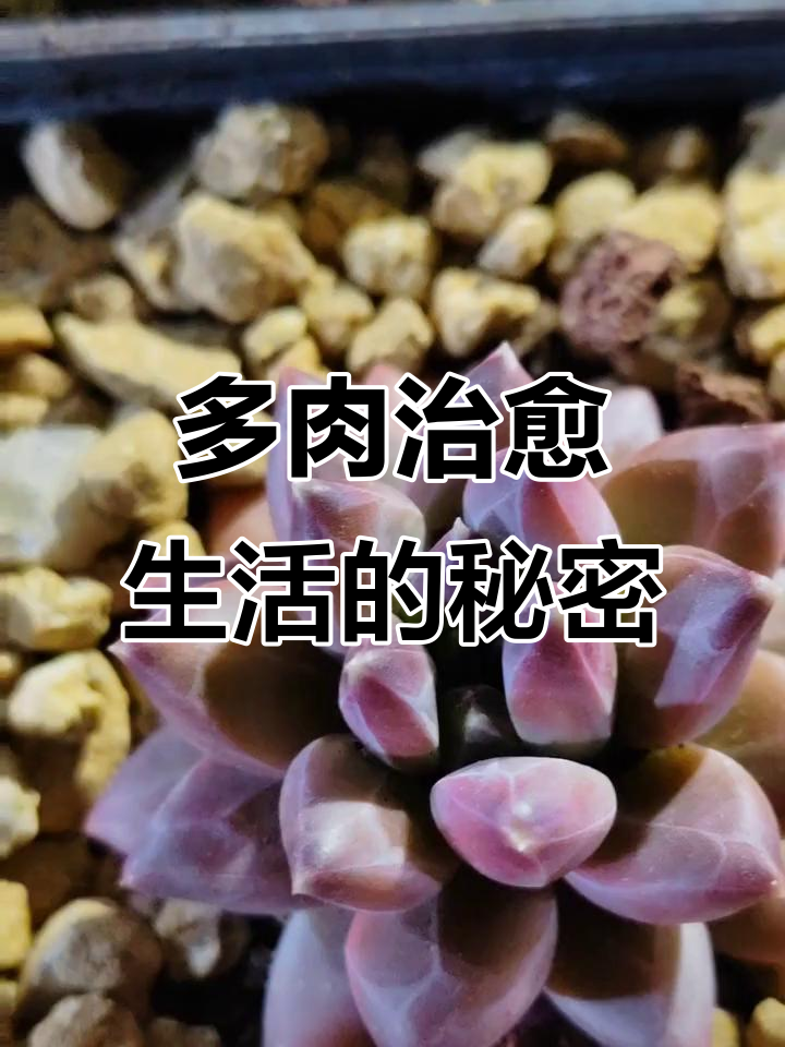 用多肉治愈生活,西施的花园秘籍