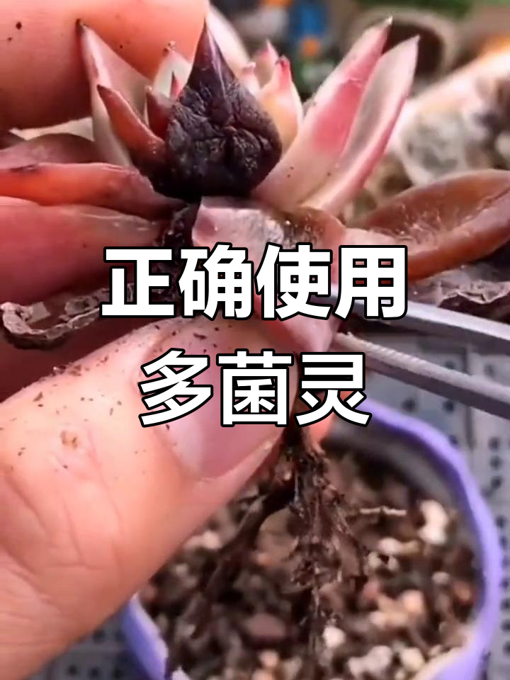 多菌灵使用全攻略,多肉植物病害轻松防