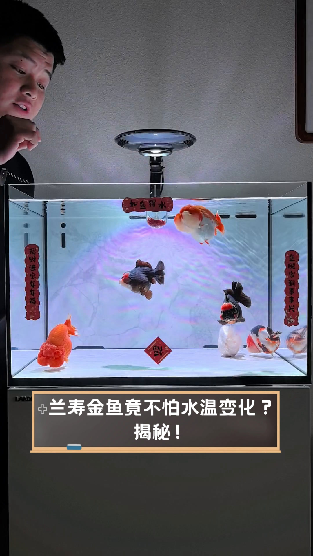 兰寿金鱼竟不怕水温变化?揭秘!