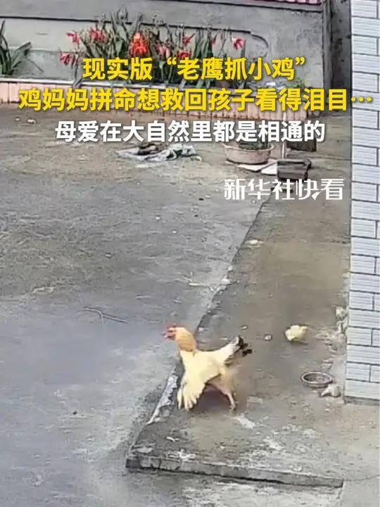 现实版“老鹰抓小鸡”,鸡妈妈拼命想救回孩子看得泪目……