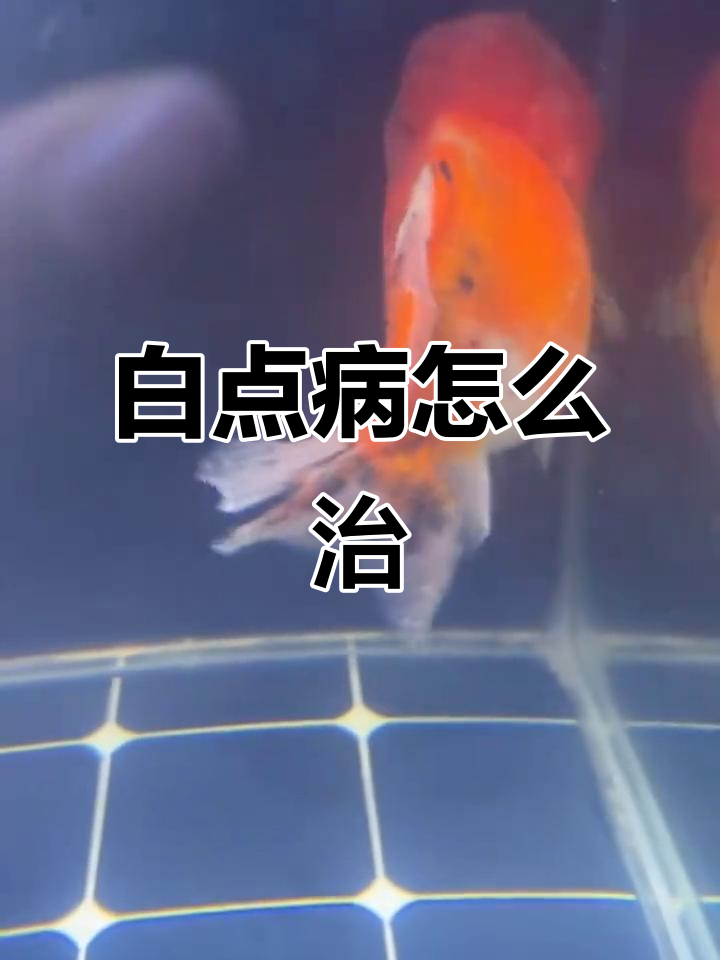 鱼得了白点病怎么办?试试这个方法轻松解决