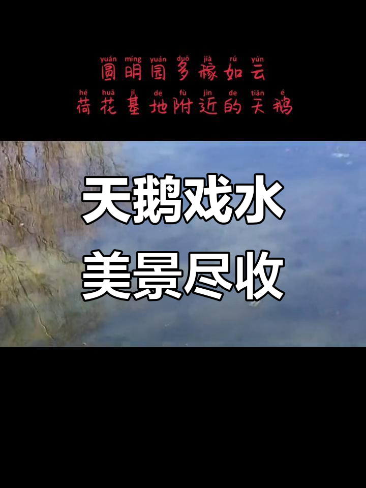 圆明园天鹅与鱼共舞,水清如镜