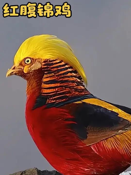 你大爷不愧是你大爷，能把濒临灭绝的红腹锦鸡养成泛滥成灾！动物解说保护动物红腹锦鸡