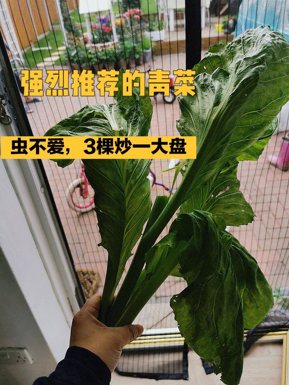 强烈推荐的青菜——大叶青菜