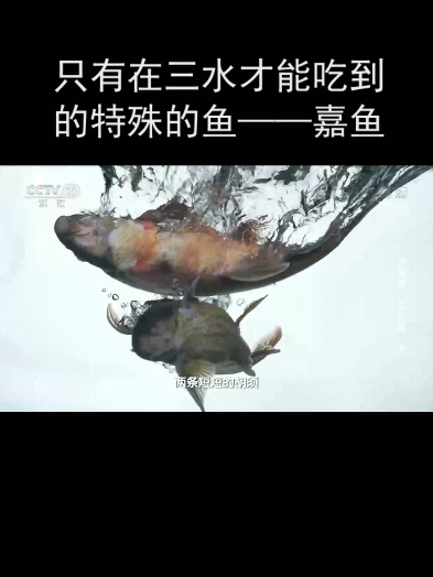 只有在三水才能吃到的特殊的鱼——嘉鱼