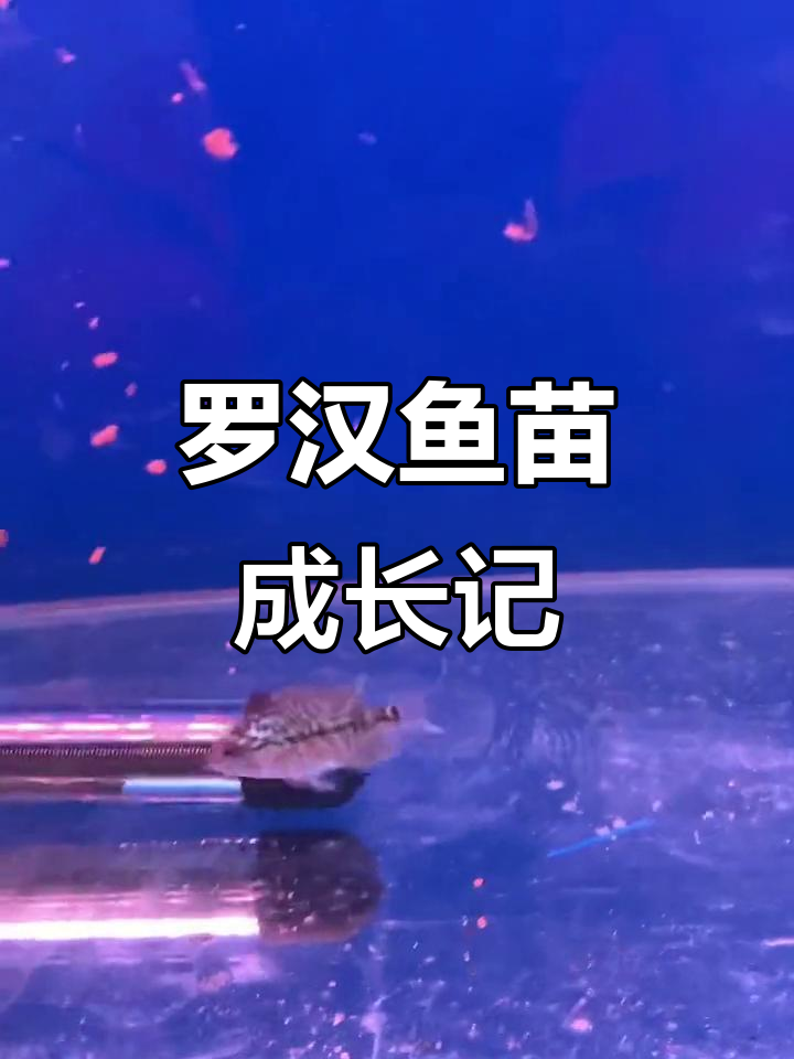 罗汉鱼苗三天变化大,期待与你的每一次相遇