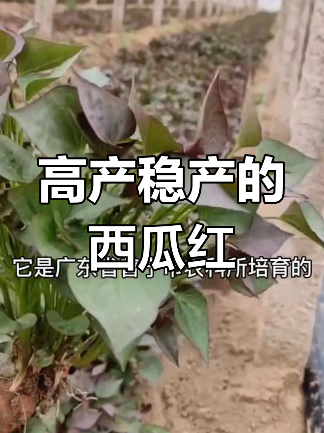 西瓜红红薯:市场热销的高品质品种