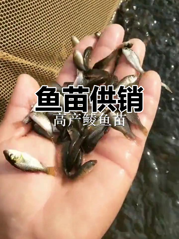 惠州、中山鱼苗场,深圳放生,供应各类鱼类