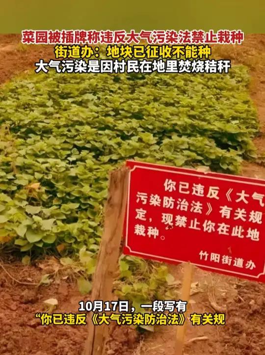 菜园被插牌称违反大气污染法禁止栽种,街道办:地块已征收不能种,大气污染是因村民在地里焚烧秸