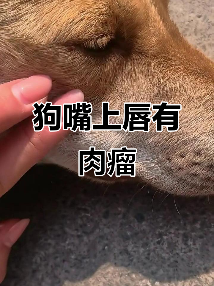 狗狗上嘴唇长了个肉疙瘩,还能动来动去