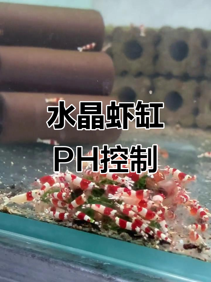 水晶虾缸PH值调节技巧,水质管理全攻略
