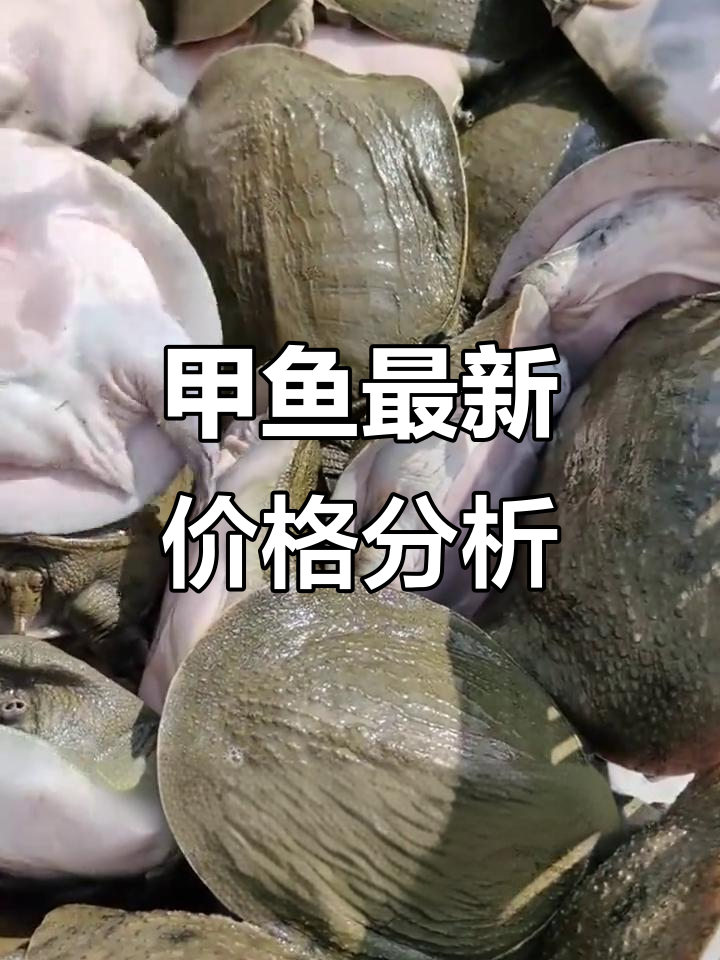 甲鱼价格大变动,11月行情全解析