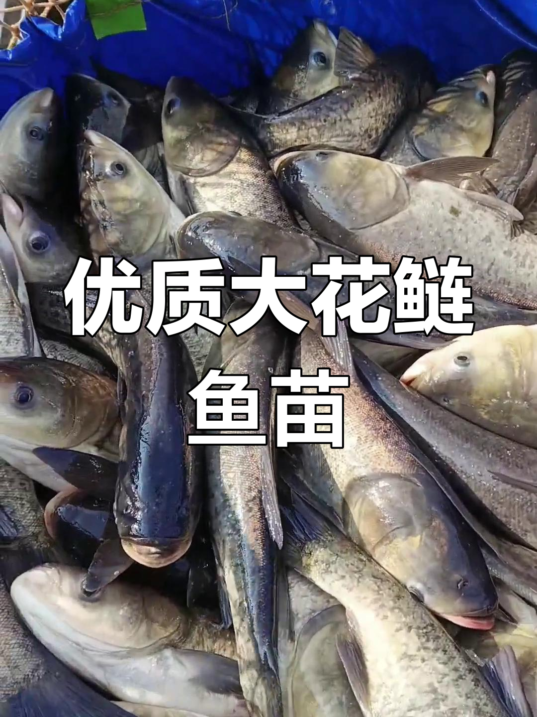 大花鲢鱼苗质量上乘,二三斤的都能看得出