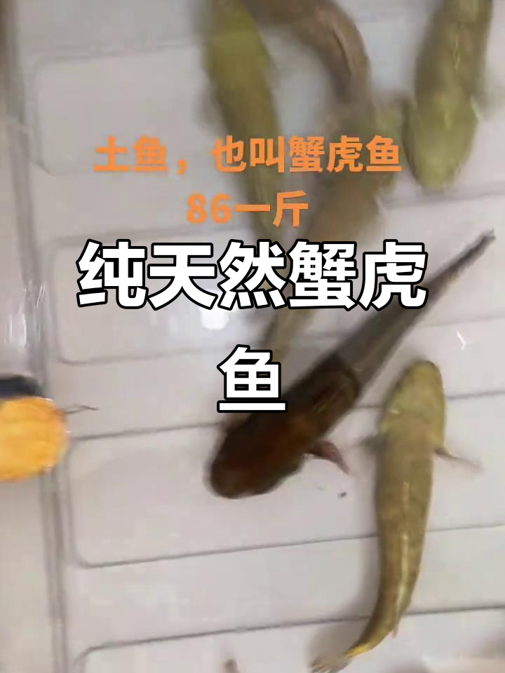 土鱼,蟹虎鱼的极品美味,86元一斤的野生珍品
