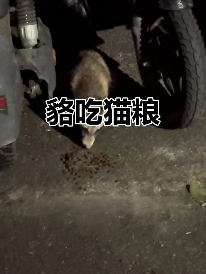 貉也吃猫粮,竟是“国家二级保护动物”