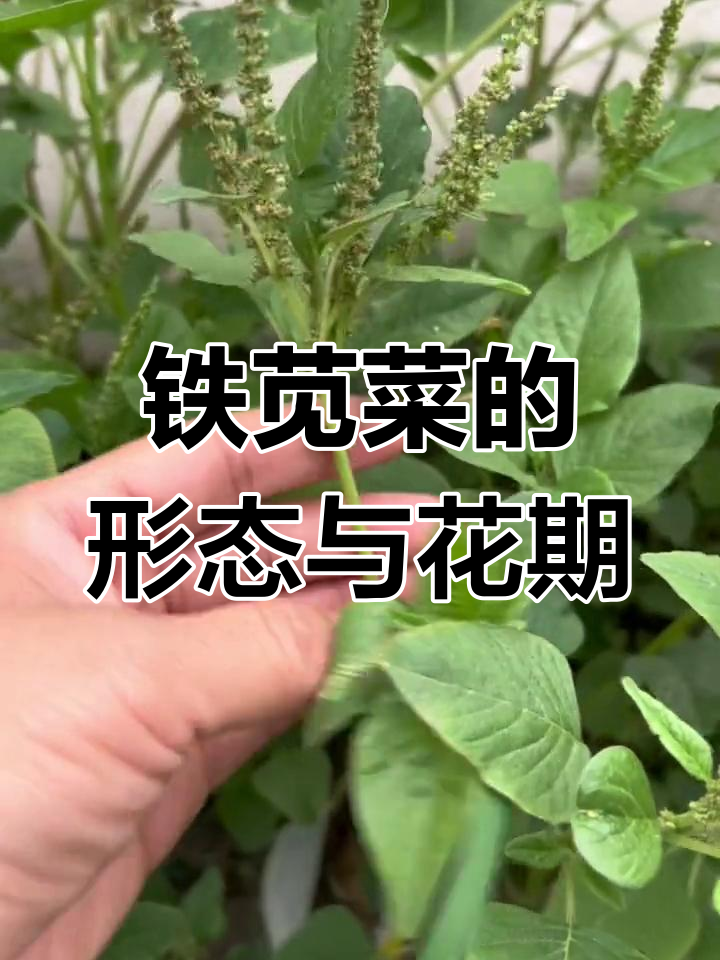 铁苋菜:12月一年生草本,茎叶如铁花果期解析