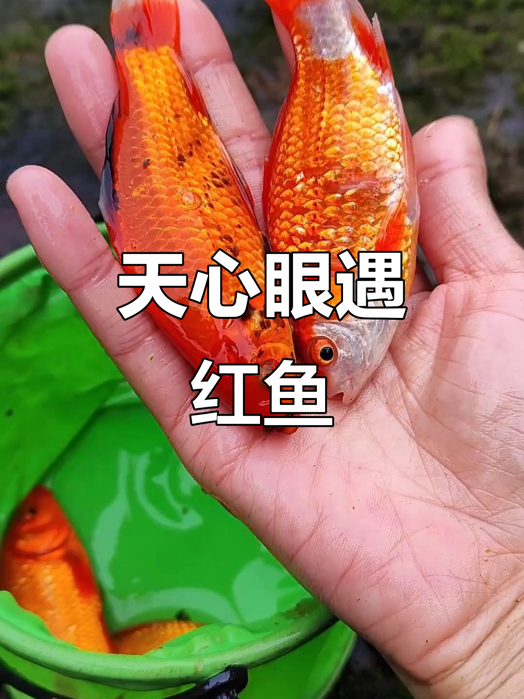 溪边抓鱼大冒险,发现罕见小红鱼和神秘黑纹小鱼