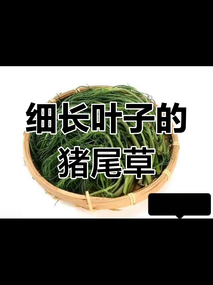 猪尾草的独特形态与食用价值