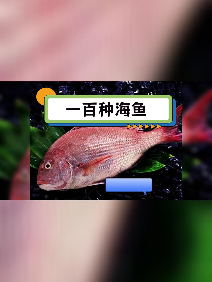 常见海鱼种类大全