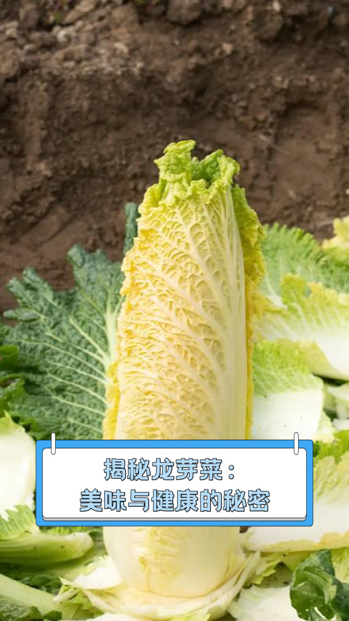 揭秘龙芽菜:美味与健康的秘密
