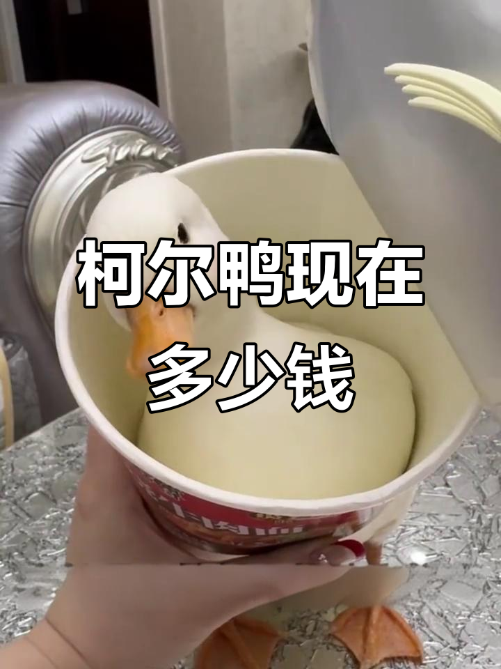 柯尔鸭价格大降,曾万元一只如今百元就能入手