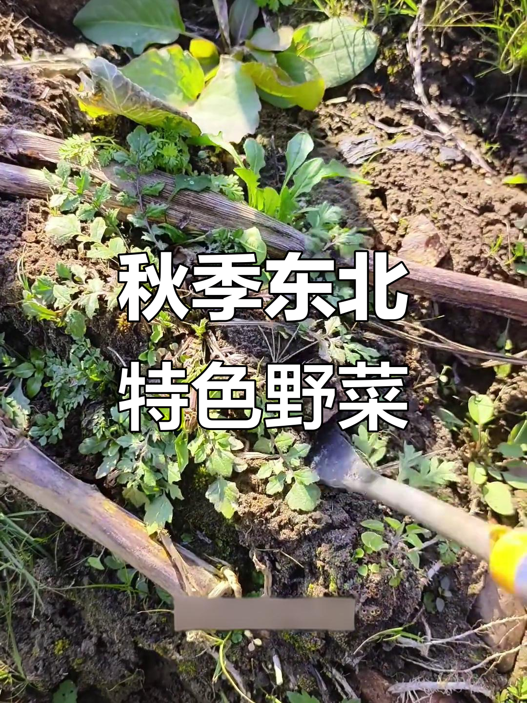 东北秋季野菜大揭秘！荠菜、大白蒿的味道你尝过吗？
