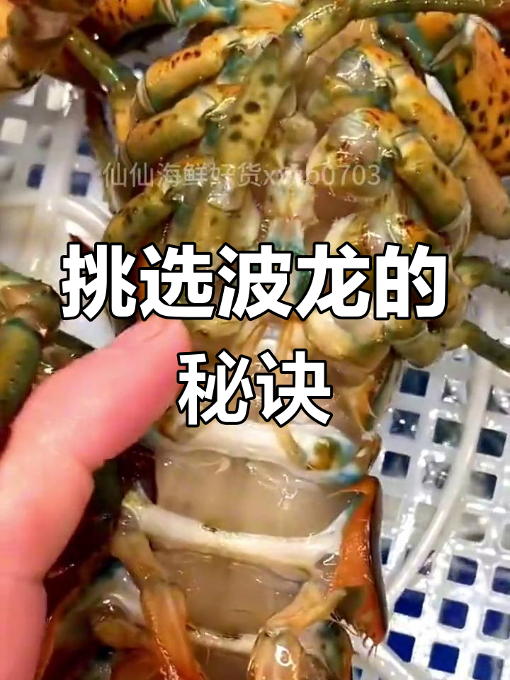 选购波龙有诀窍,公母肥瘦一网打尽,轻松挑选不踩雷!