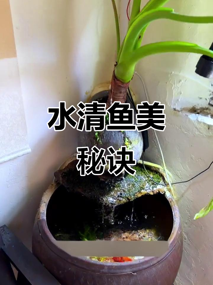 鱼缸清澈的关键，硝化细菌的培养与维护