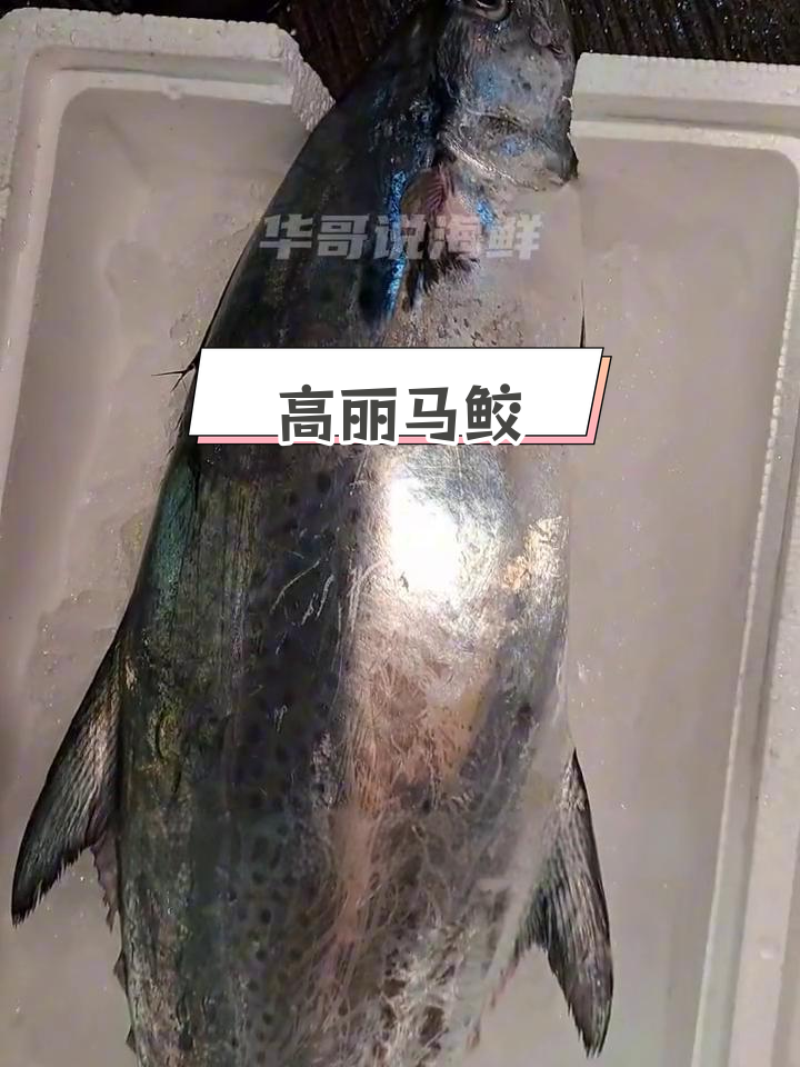 朝鲜马鲛鱼:南海的美丽生物