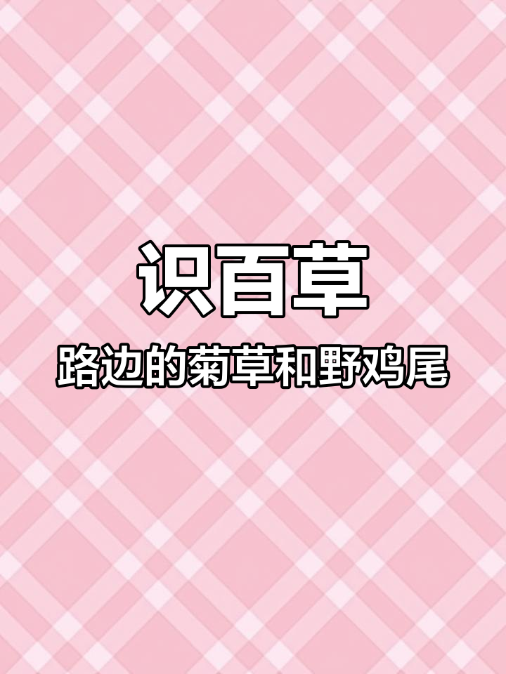 路边菊草与野鸡尾草的植物秘密,带你了解更多自然知识