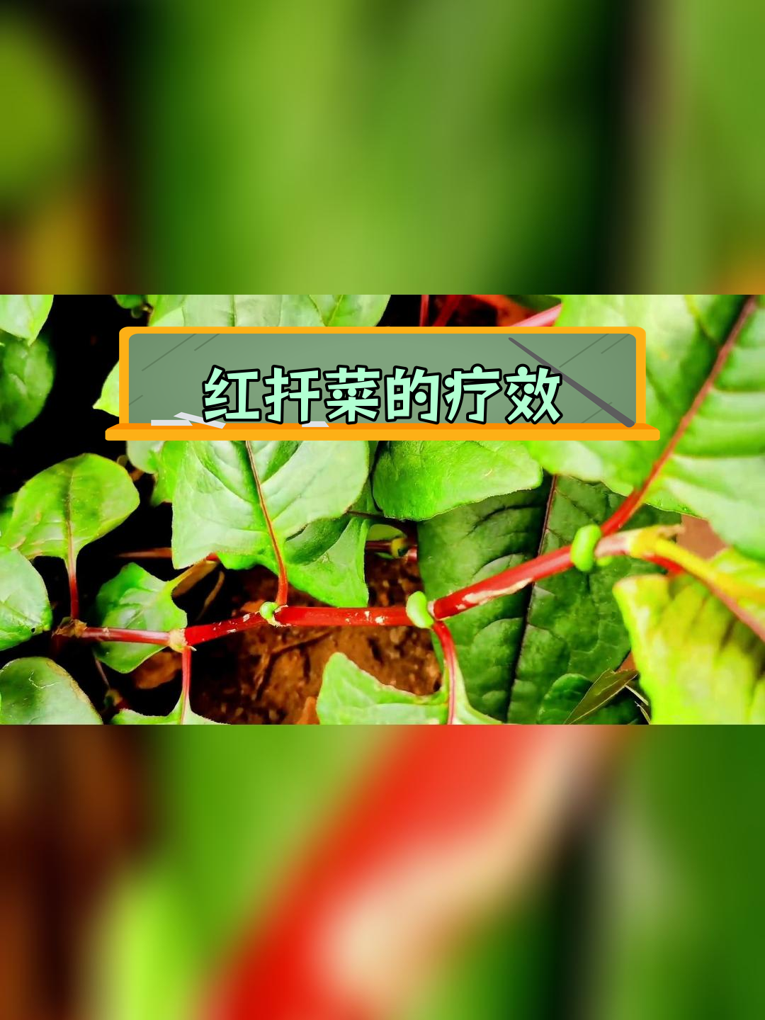 苗族传统草药“红扞菜”的神奇应用
