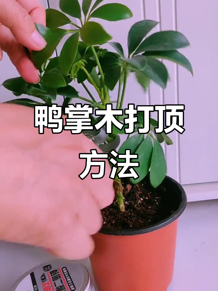 独杆鸭掌木打顶技巧，轻松打造多头棒棒糖造型