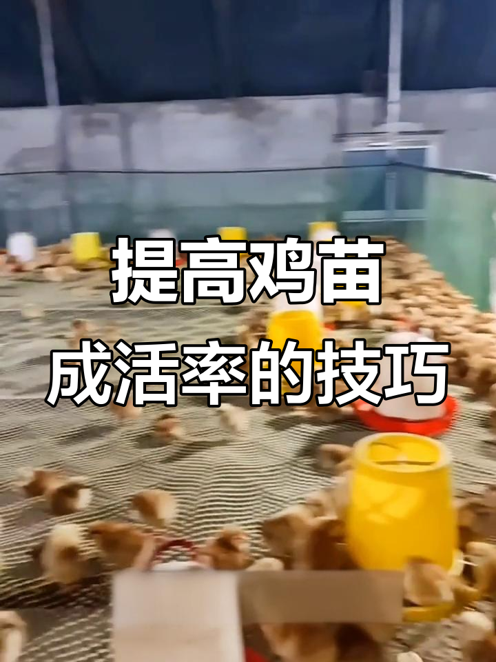 鸡苗到家先喂水还是温度更重要？成活率提升秘诀大公开
