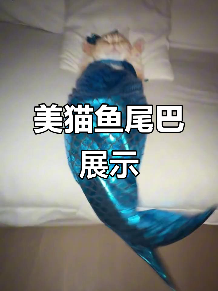 姨姨们,看看这只美猫鱼的尾巴是不是超可爱?