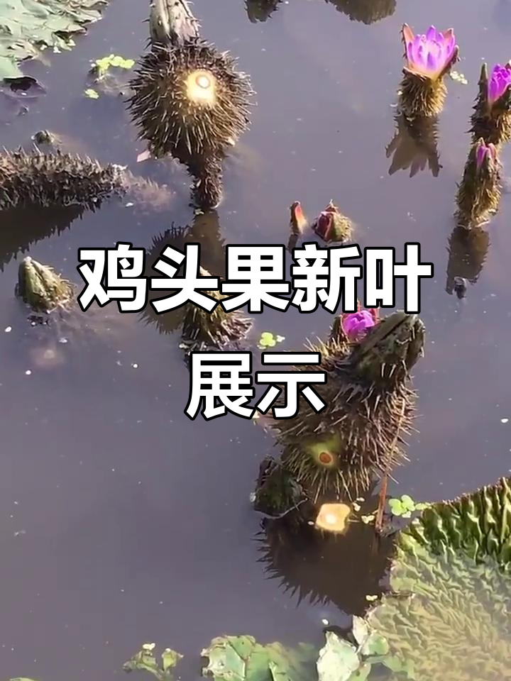 鸡头果新叶展开,美丽如画