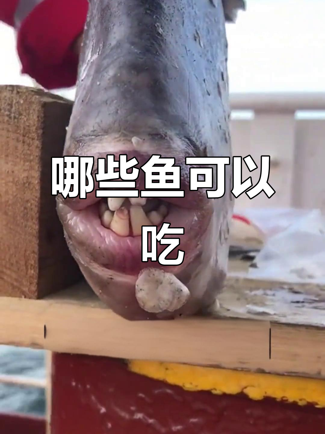 这些鱼能吃吗？马面、大马哈到非洲鲱鱼的食用指南