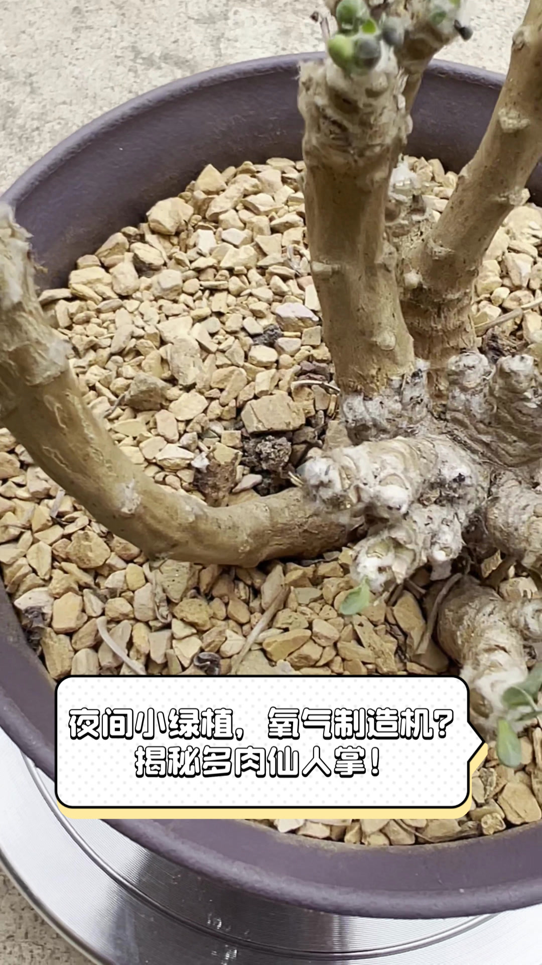 夜间小绿植,氧气制造机?揭秘多肉仙人掌!