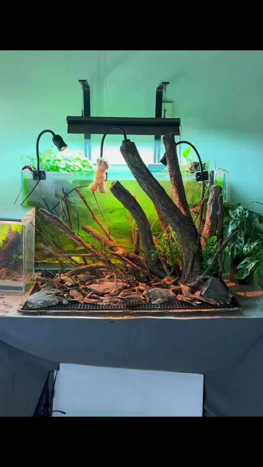 “自然风格”大缸造景分享