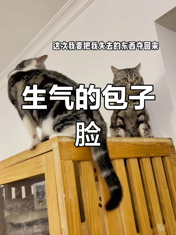 包子脸生气了,表情超有趣!