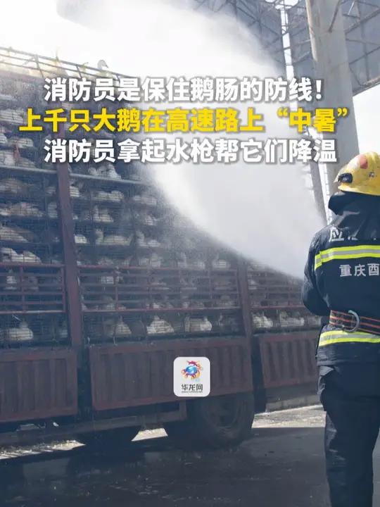 10月19日(发布时间),重庆。消防员是保住鹅肠的防线!上千只大鹅在高速路上“中暑”,消防