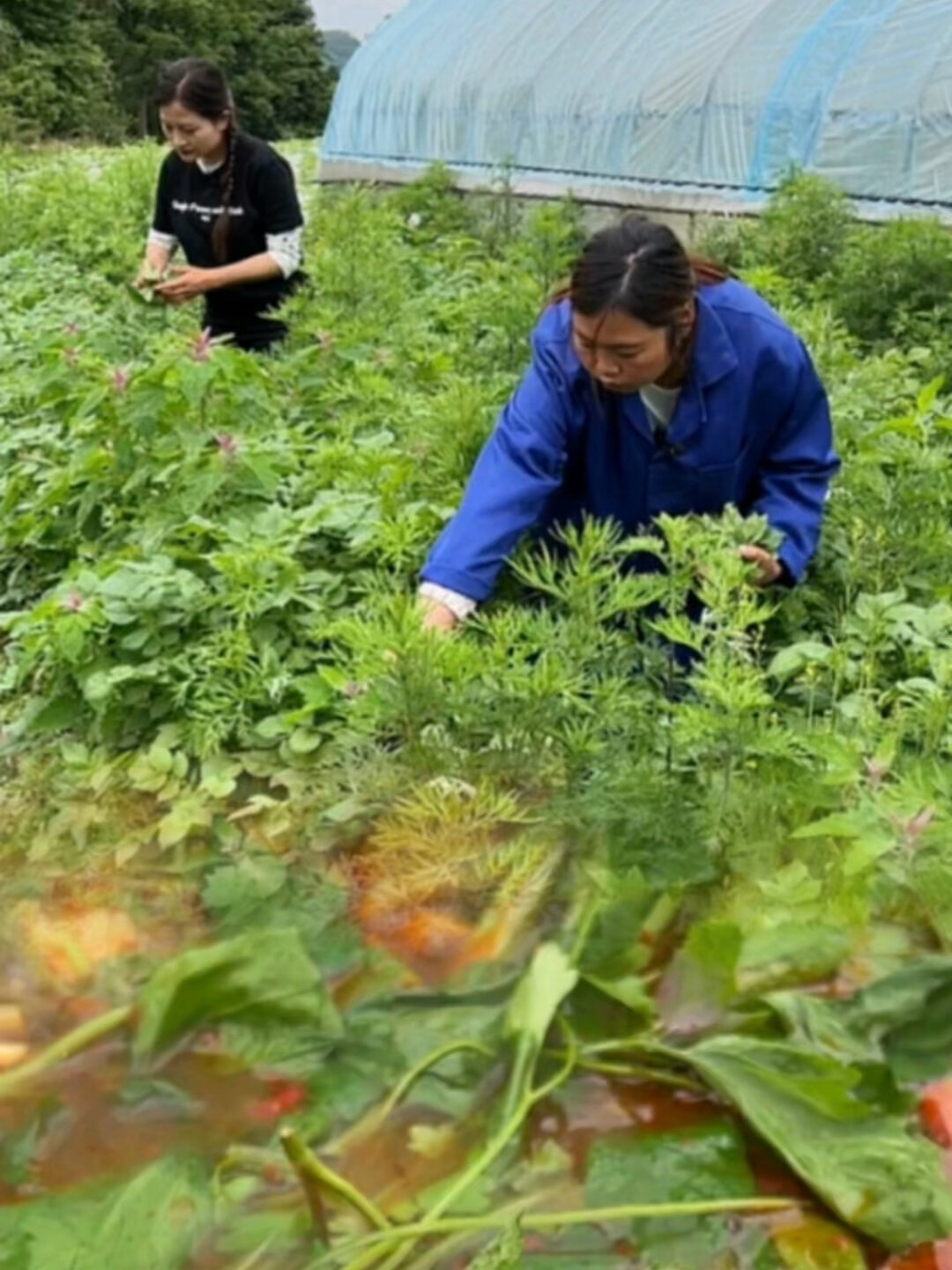 贵州野菜