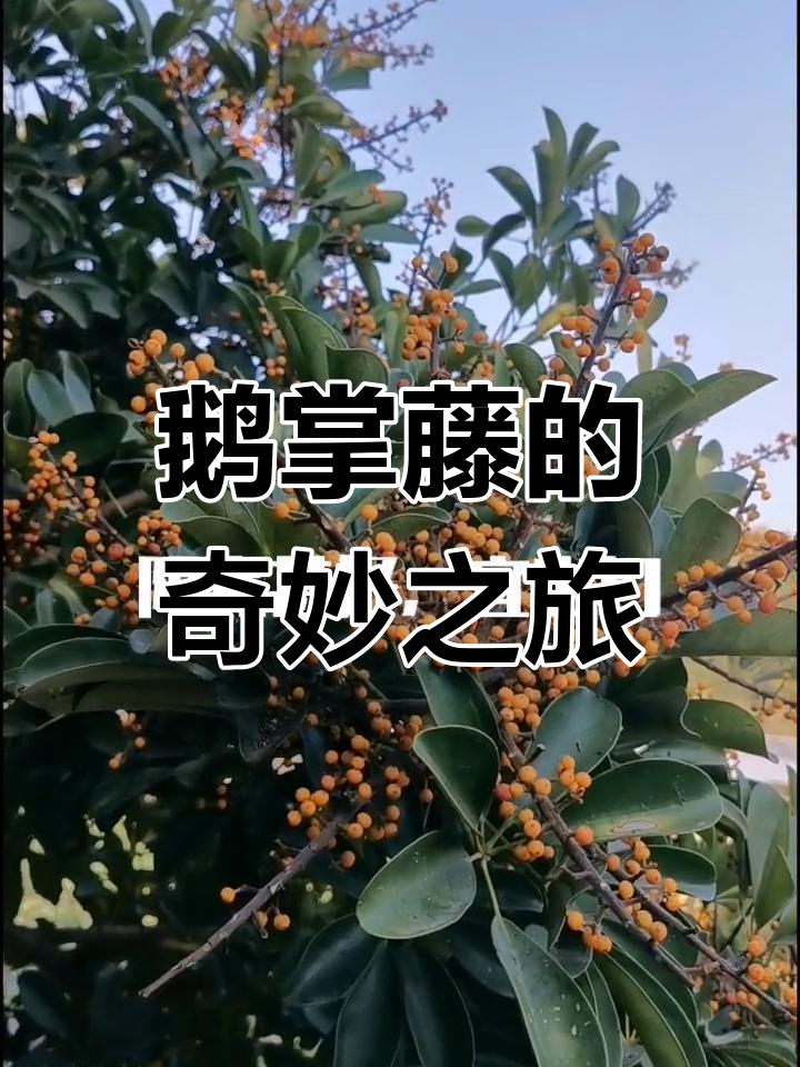 “妈妈,葡萄在哪?” 鹅掌藤花白果橙,果实不可食用