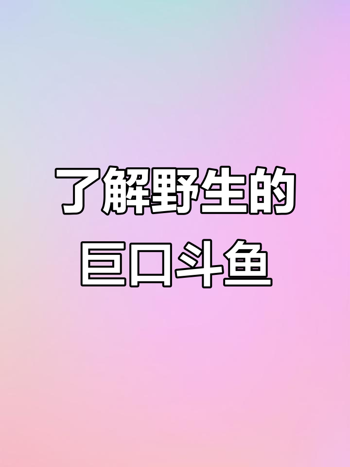 探秘野生战狗斗鱼：独特大嘴与神秘繁殖方式