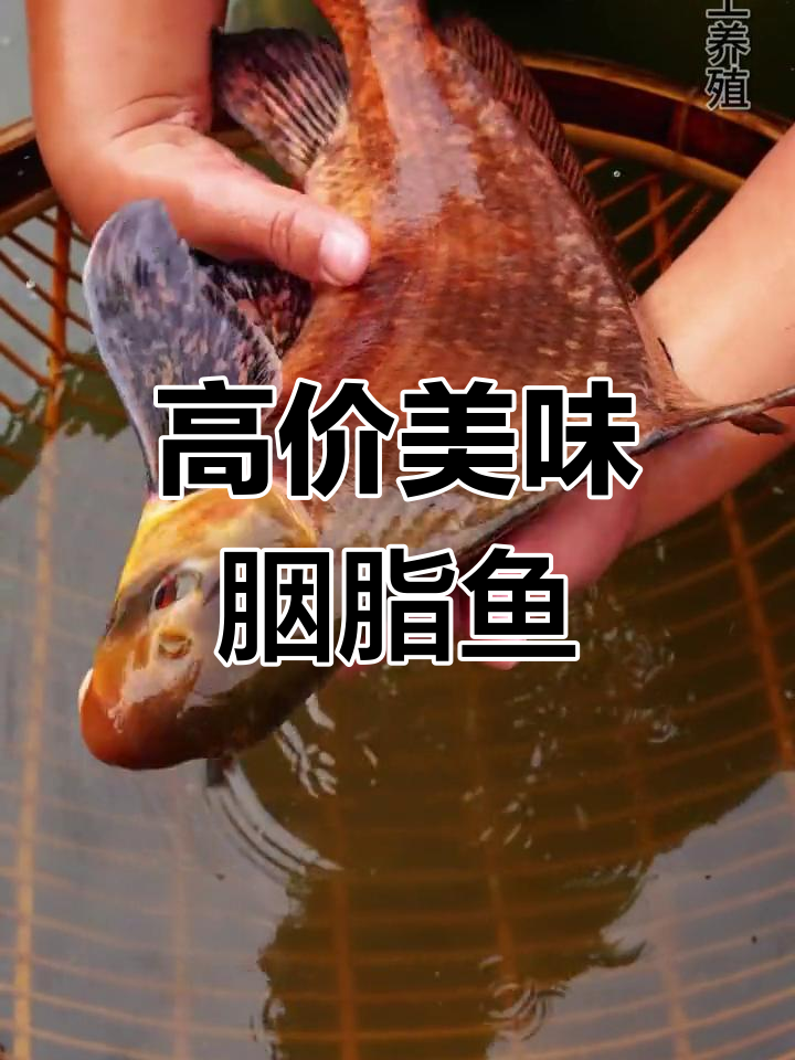 胭脂鱼:口感佳,经济价值高