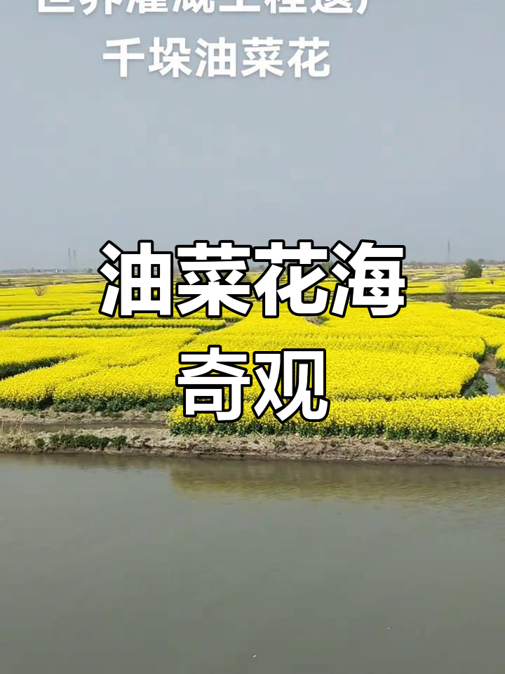 2025年3月25日千垛油菜花海盛景