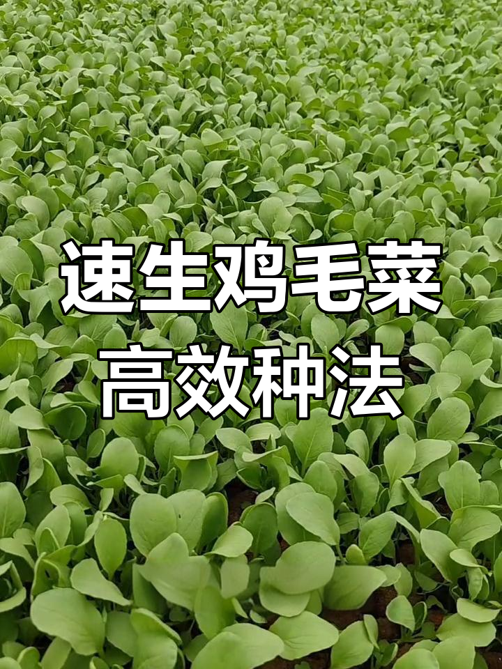 夏季鸡毛菜种植技巧:高芽率、耐热抗病,选对品种事半功倍