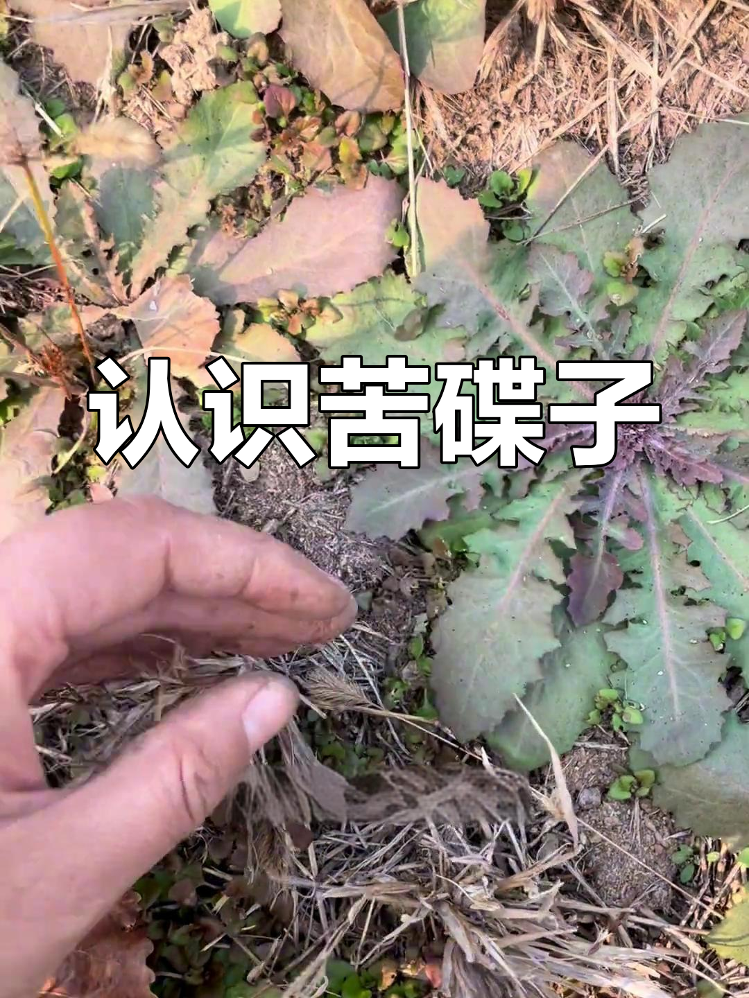 苦碟子:一种可食用的菊科草本植物,你见过吗?