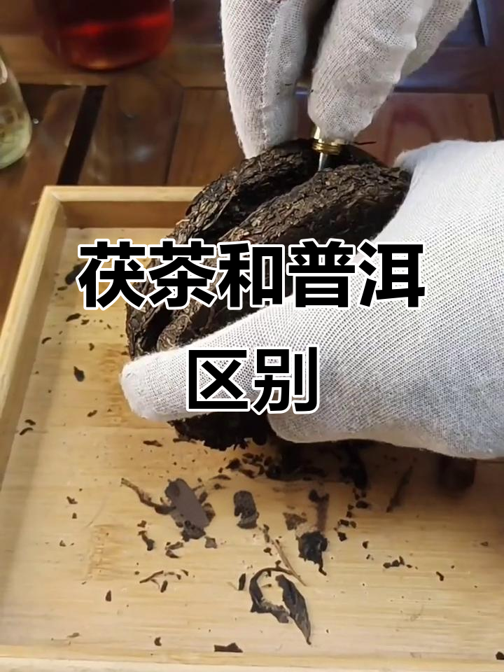 茯茶与普洱的区别:口感、功效全解析