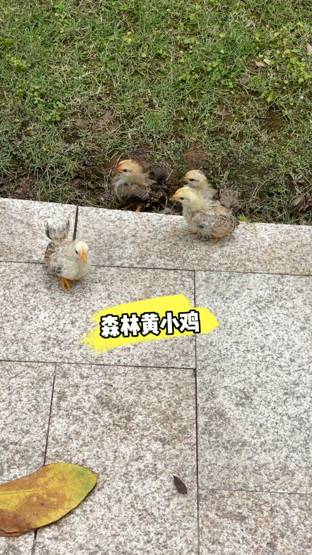 森林黄小鸡 泰国矮脚鸡